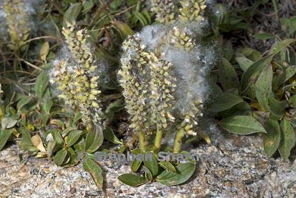 salix petrophila 2 graphic